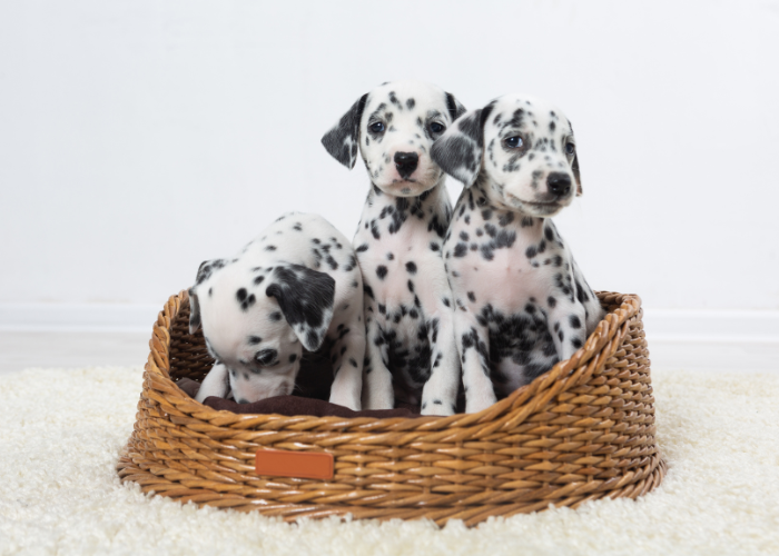 Film 101 dalmatańczyków.