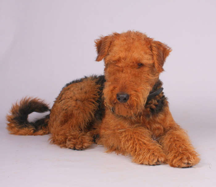 Airedale terrier szczeniak.