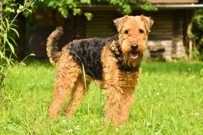 Airedale terrier jest psem lubiącym aktywność, należy do psów ras dużych szorstokowłosych.