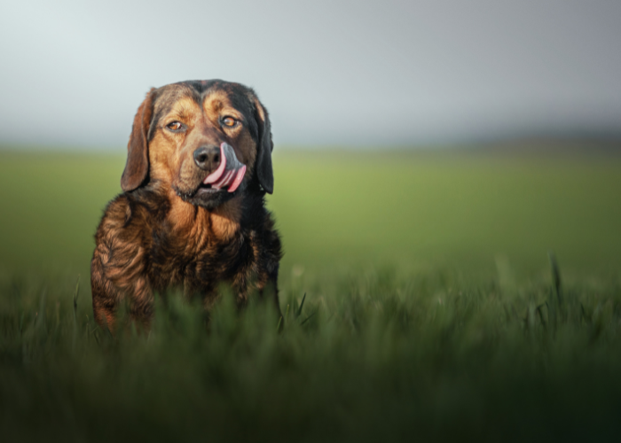 Opis rasy alpejski gończy krótkonożny.
