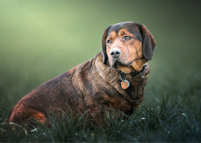 Wzorzec alpejski gończy krótkonożny z FCI.