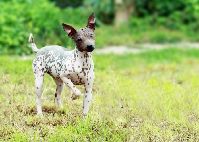 Amerykański terier bezwłosy.
