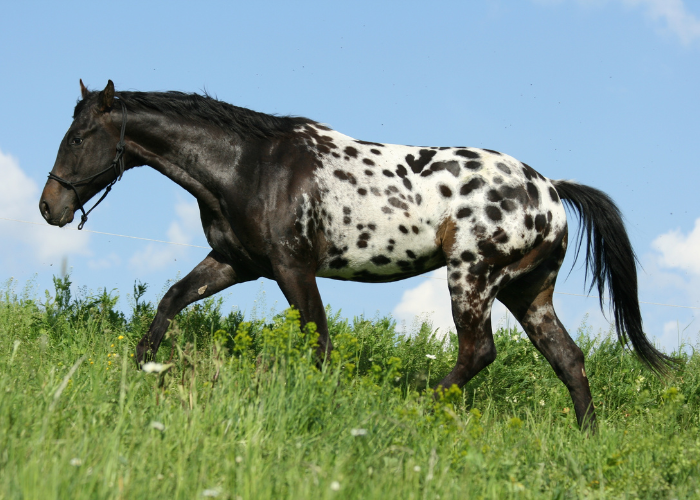 Appaloosa koń.