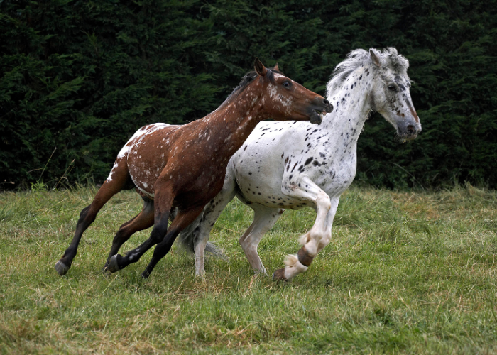 Konie Appaloosa.