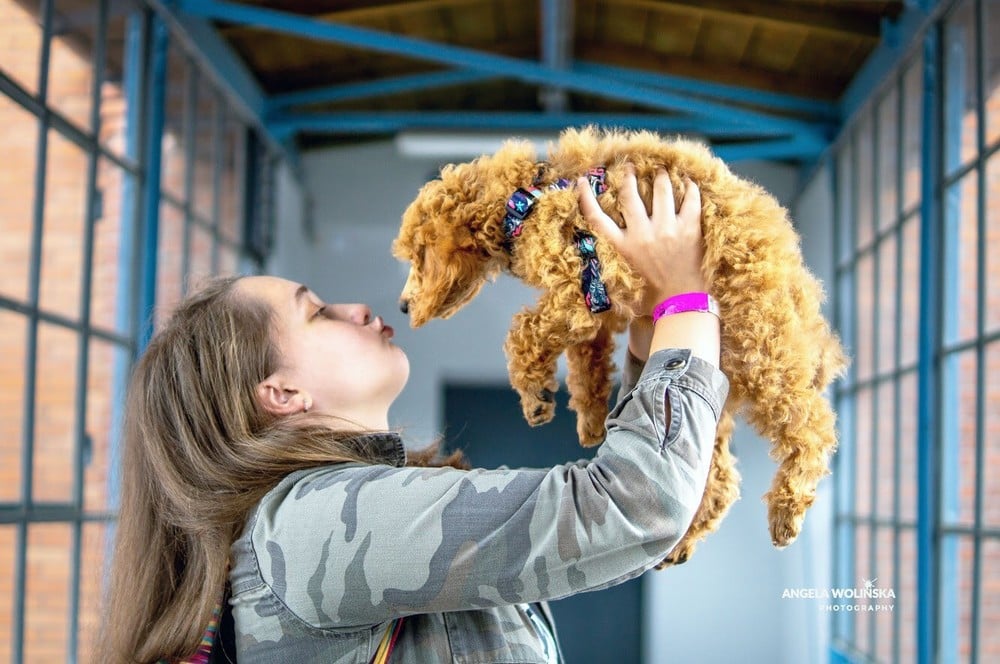 Pudel na rękach pani. Gotowi do przytulania.