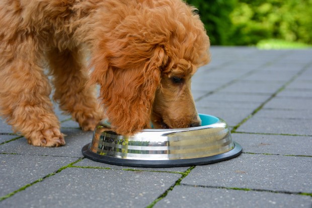 Pudel średni potrzebuje odżywczego pokarmu. Zapewnij mu pełnoporcjową karmę i podają ją w najlepszej misce dla szczeniaka.
