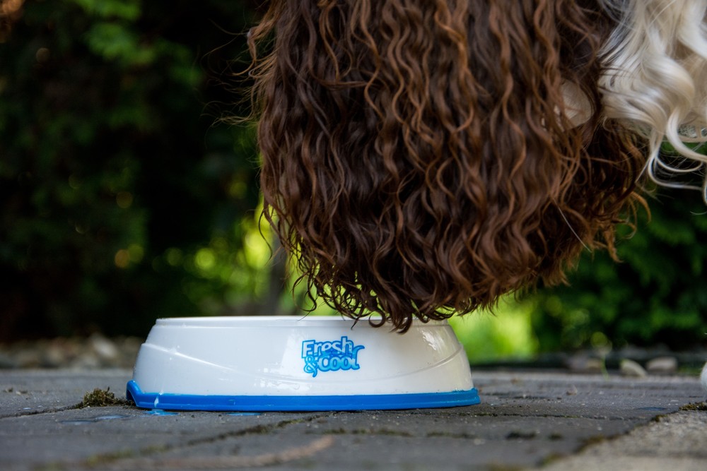 W lato przyda się miska chłodząca. Można do niej nalać wody lub podawać w niej jedzenie.