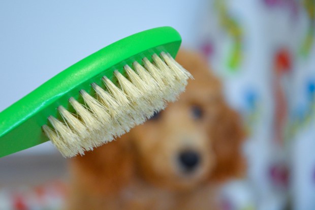 Szczotka z długim włosiem do pielęgnacji i czesania psa.