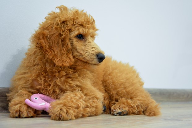 Szczeniak z gryzakiem. Podczas wymiany zębów zapewnienie takich zabawek jest bardzo ważne.