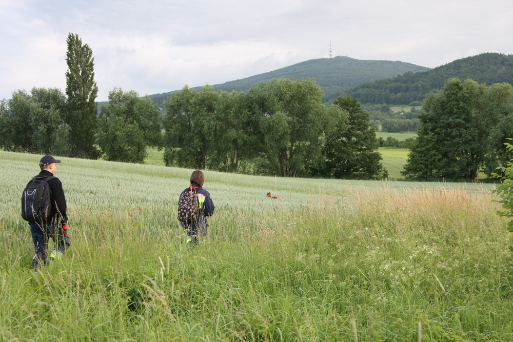 Psy, które ratują życie! Poznaj pracę psów ratowników