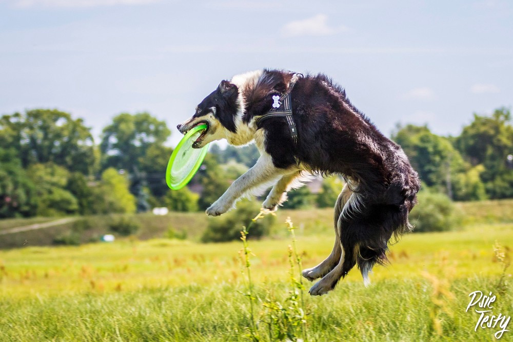 Dog frisbee.