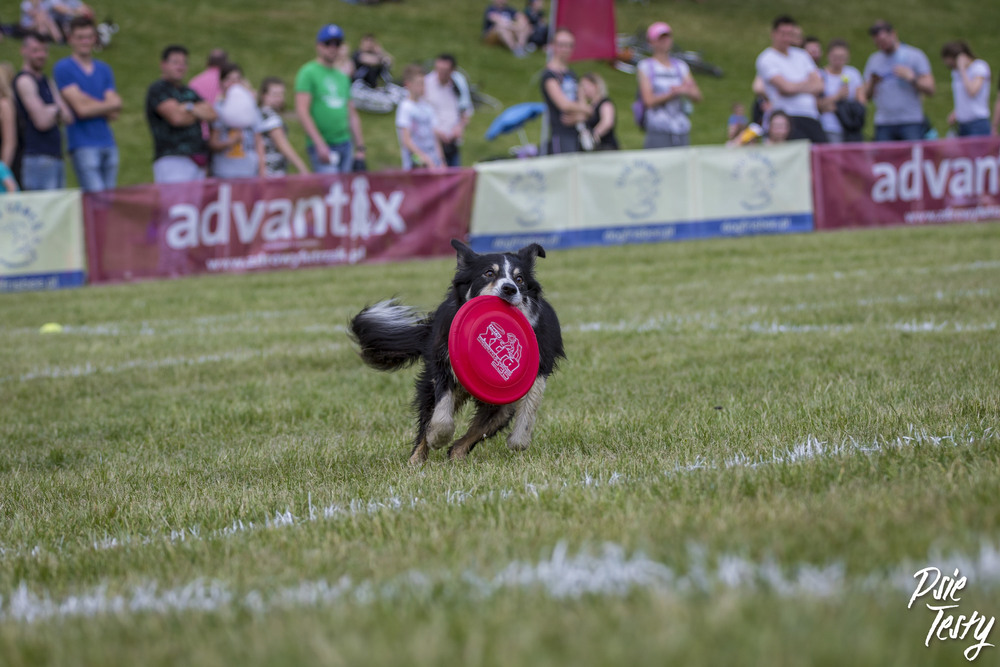 Frisbee z psem.