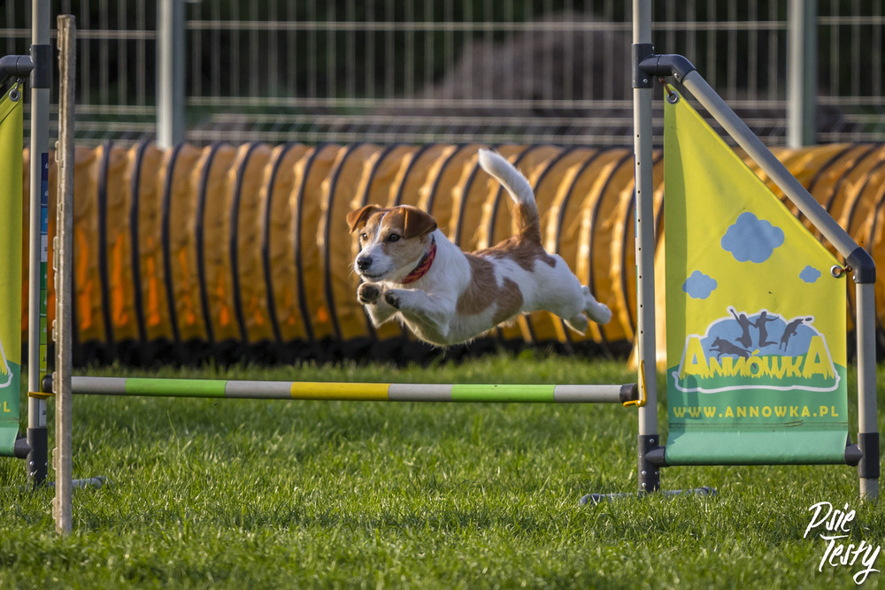 Agility dla psa.