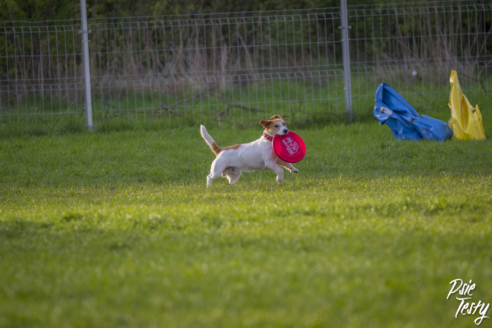Dog frisbee.