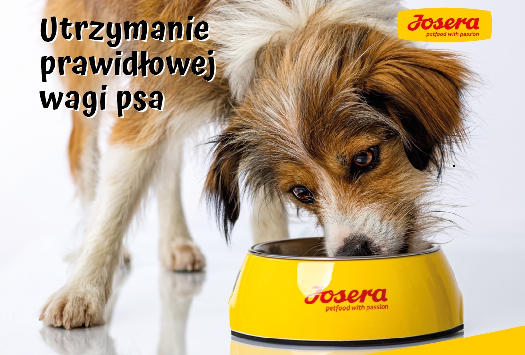 Odpowiednie dawkowanie karmy dla psa, czyli sposoby na utrzymanie prawidłowej wagi