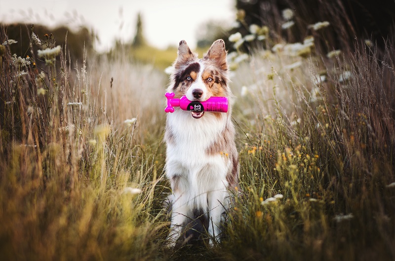 Wypielęgnowany Border Collie trzyma w pysku szampon.
