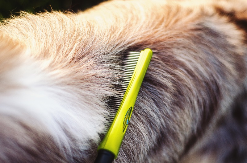 Czesanie border collie przy pomocy grzebienia.