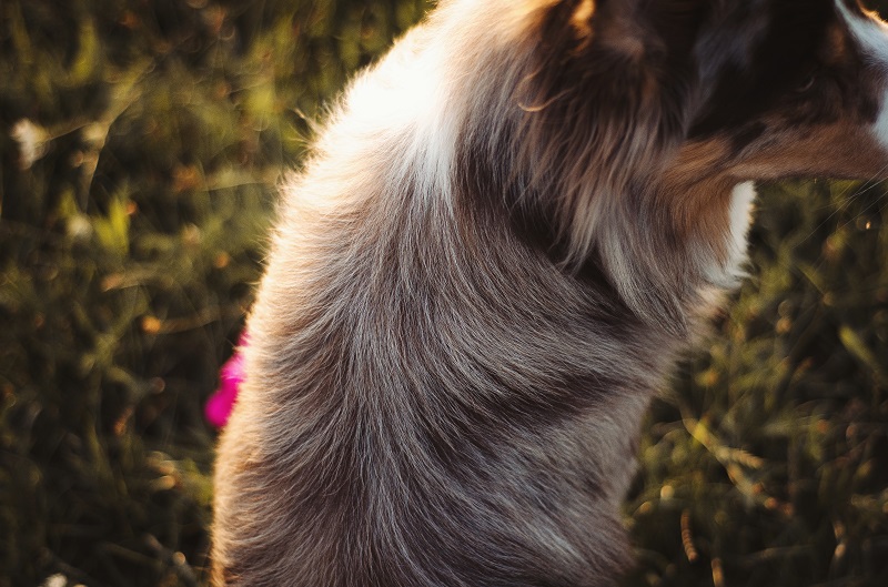 Wyczesana, umyta i odżywiona sierść border collie.