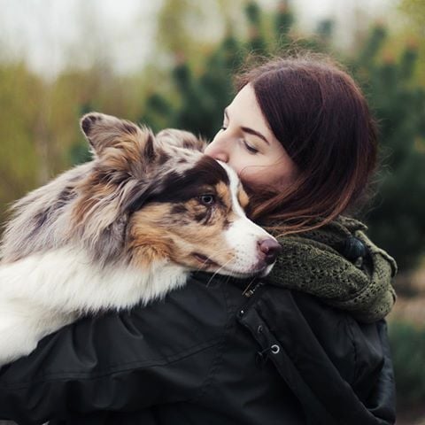 Wykąpany i wyczesany border collie przytula się do pani.