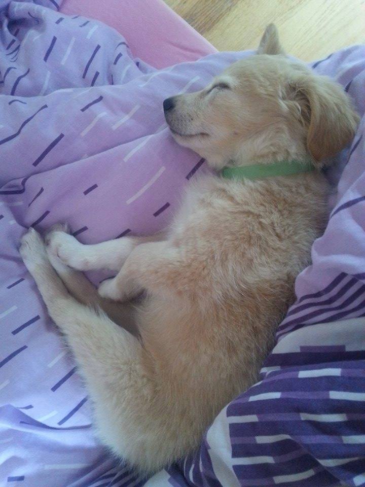 Szczeniak po adopcji może w końcu spokojnie zasnąć.