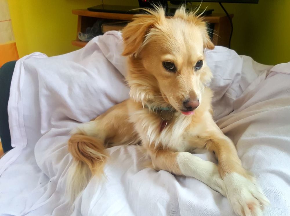 Pies po adopcji, już w kochającym domu pięknieje i promienieje.