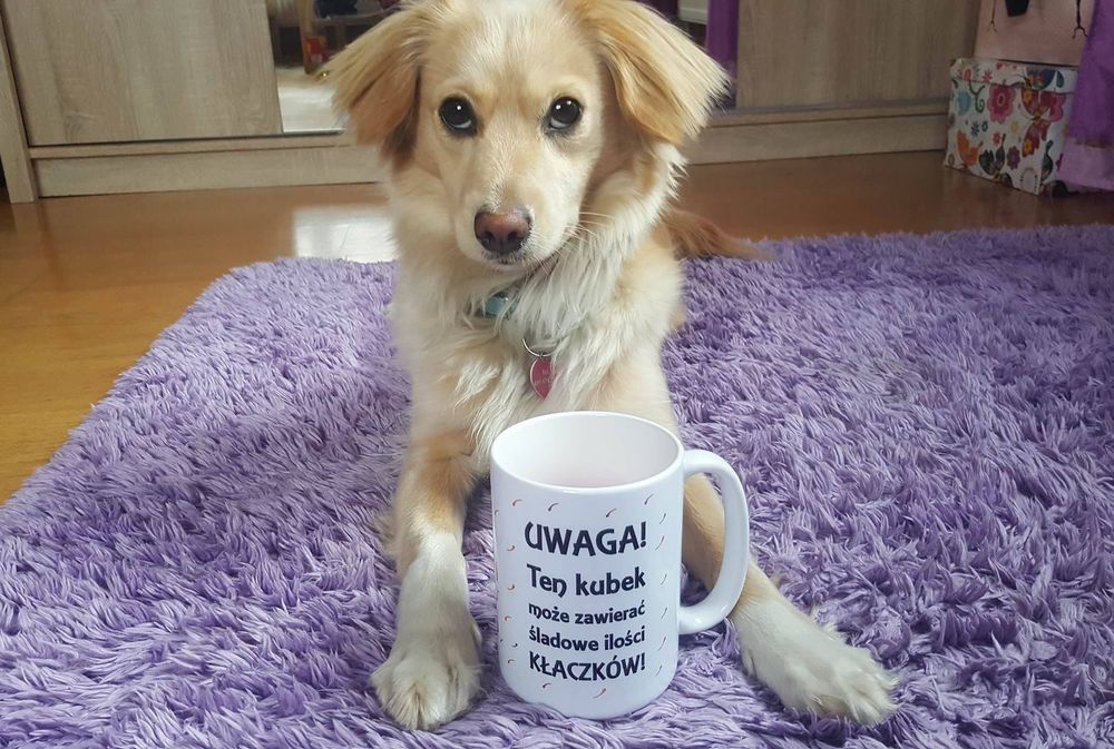 Warto adoptować psy i inne zwierzęta. One wszystkie potrzebują miłości.