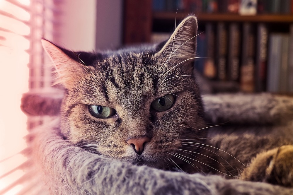 Bury kot wyleguje się na drapaku.