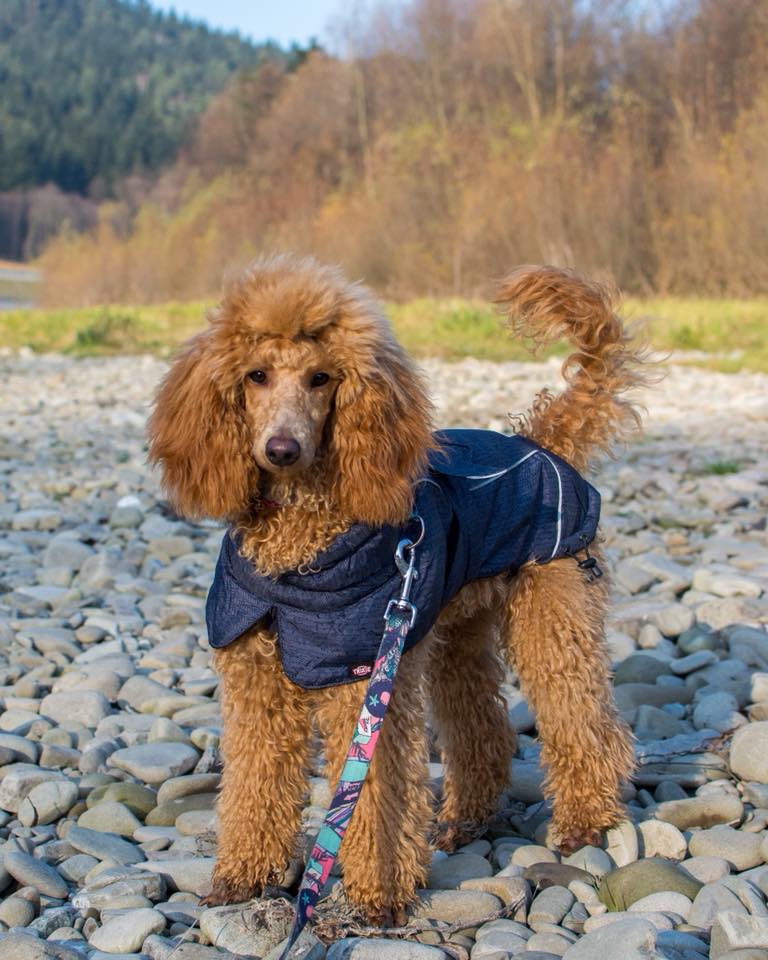 Pudel w płaszczyku przeciwdeszczowym. Pudle szybko marzną i podczas jesieni i zimy należy je dodatkowo chronić.
