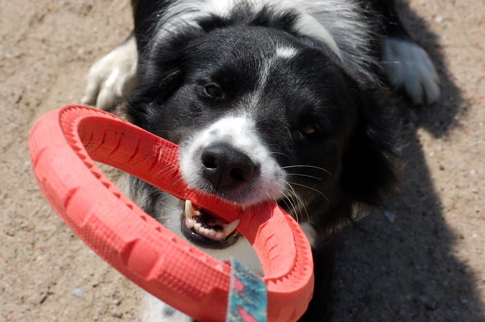 Pies  gryzie obręcz podczas zabawy z opiekunem.