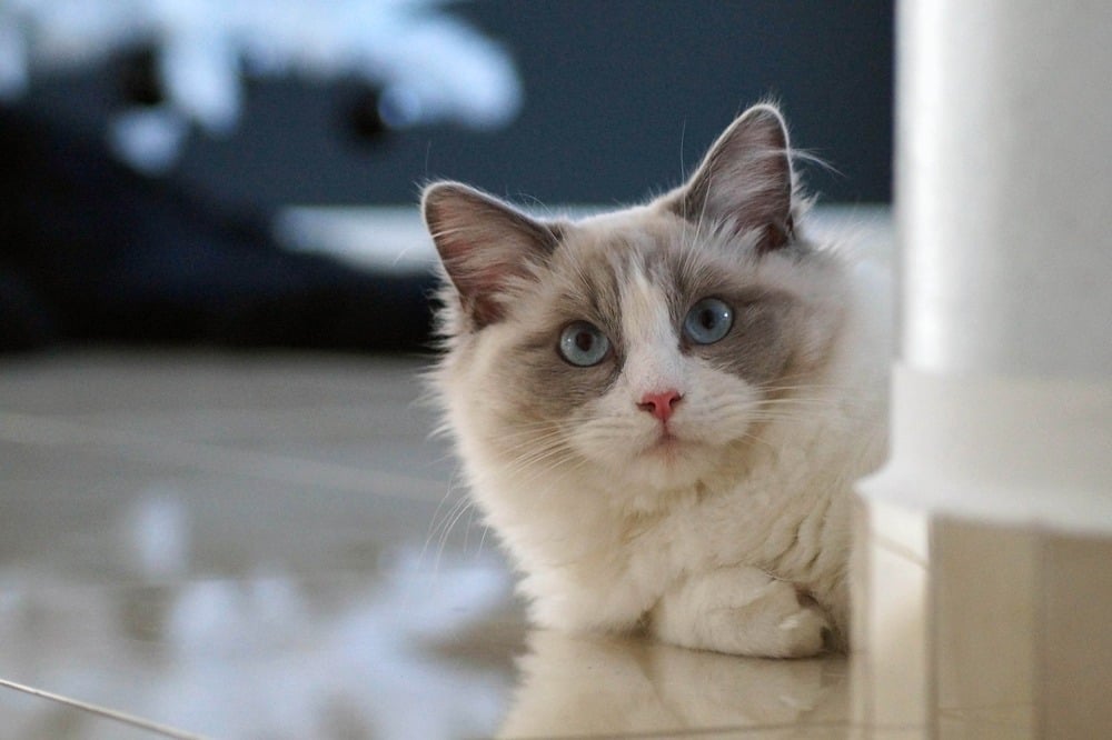 Ragdoll blue bicolor.