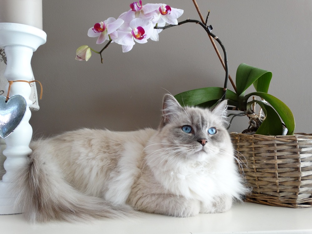 Ragdoll blue mitted.
