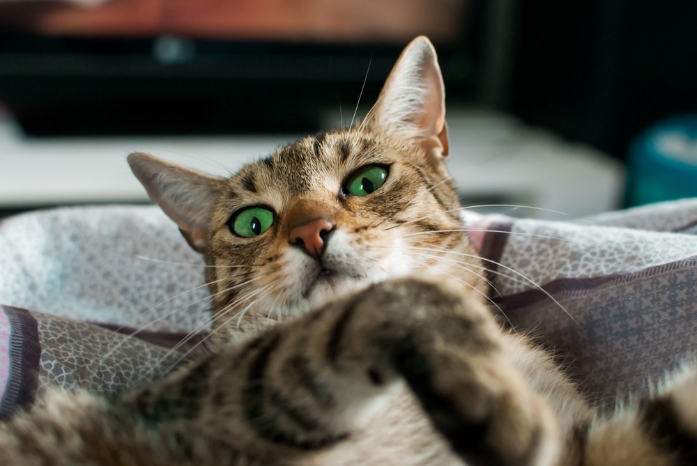 Kuweta dla kota powinna znajdować się w ustronnym i cichym miejscu. Tak, aby kot mógł mieć spokój podczas załatwiania swoich potrzeb fizjologicznych.