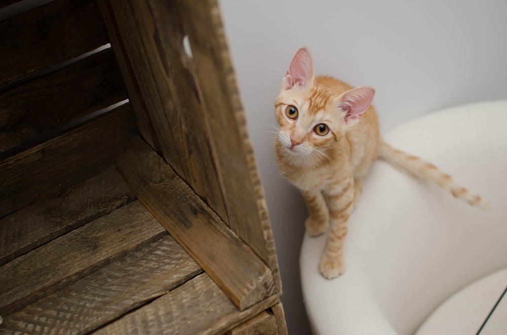 Kuweta dla kota powinna być dopasowana do jego preferencji. Przede wszystkim nie może być za mała. Znaczenie ma również jej wysokość i typ - otwarta - zamknięta.