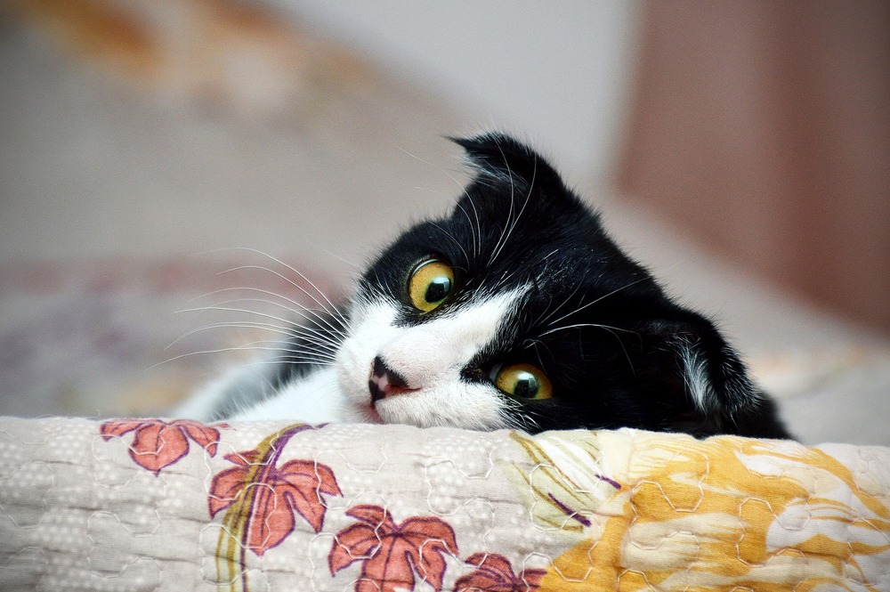 Kot podczas wyjazdu opiekuna lepiej, aby pozostał w znanym sobie miejscu, domu, ale posiadał opiekę osób dochodzących.