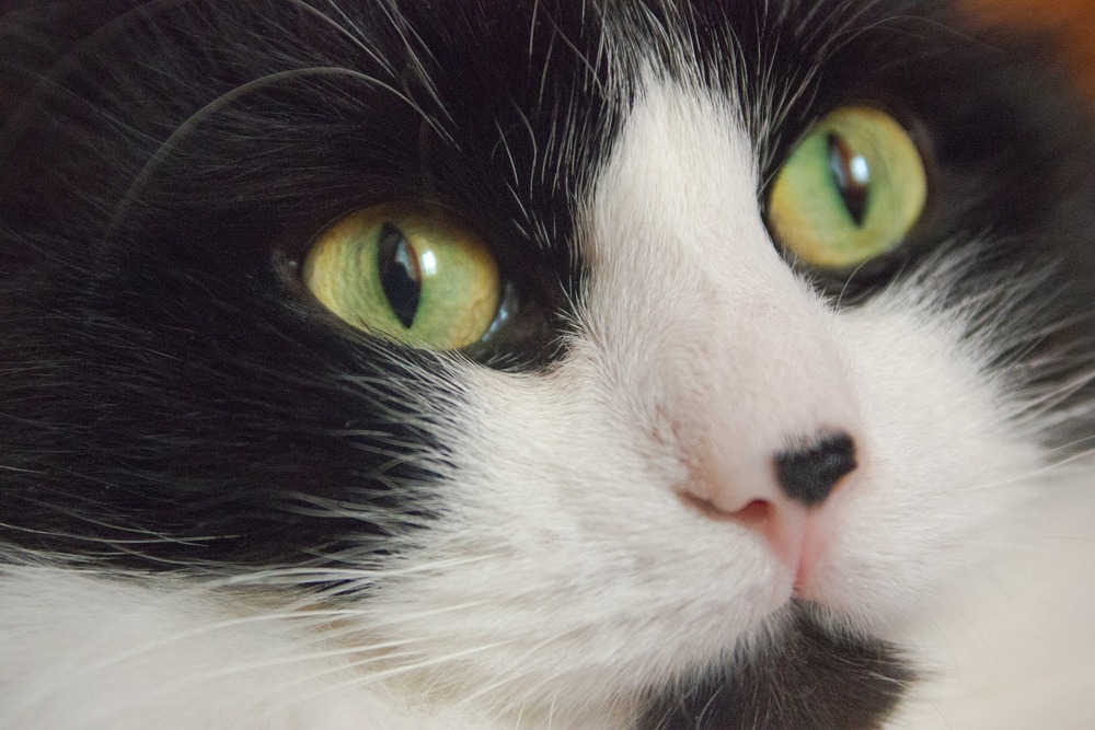 Kot z zielonymi oczami i dużą, czarną plamką na nosie