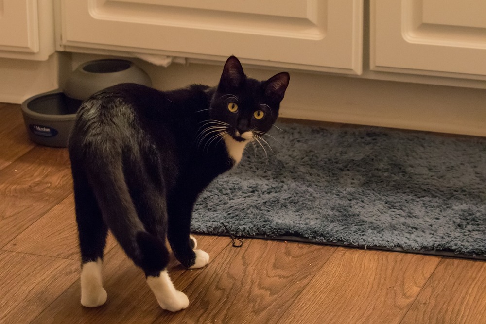 Rozluźniony, dobrze czujący się kot ma ogon luźno noszony, zaciekawionemu kotu zmienia się tylko mimika twarzy, ogon może ewentualnie lekko się unieść, bądź drgać.