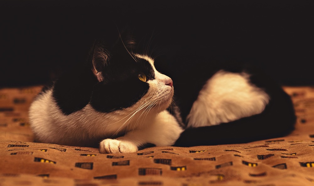 Zestresowany kot może się chować i syczeć. Koty są bardzo wrażliwe na stres i długotrwały może doprowadzić do problemów zarówno behawioralnych jak i zdrowotnych.