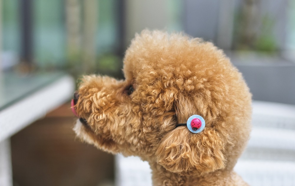 Imiona dla psów rasowych można dobrać pod konkretną rasę, np. imię dla maltipoo.