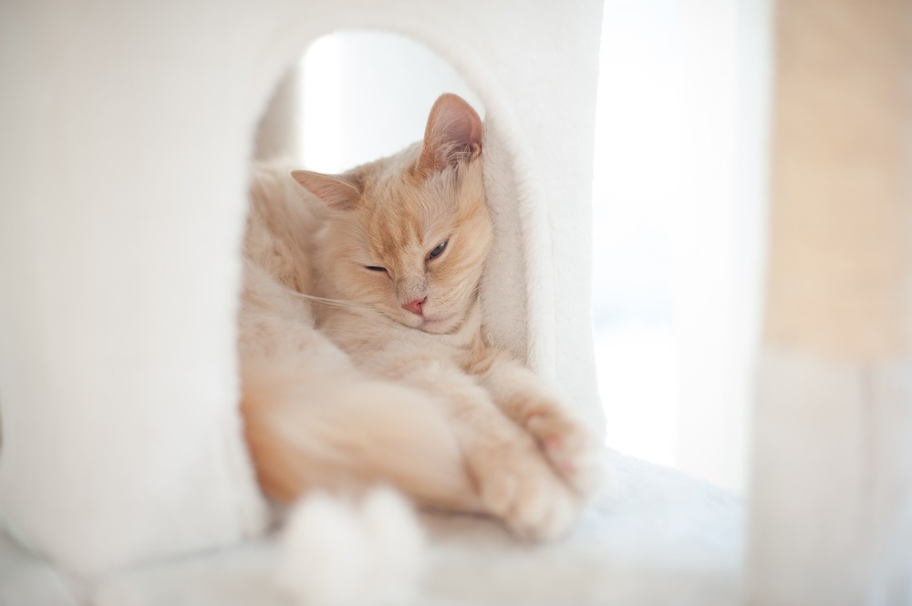 Koty szczególnie podczas Świąt i Sylwestra potrzebują bezpiecznego miejsca. Domek dla kotów lub drapak z budką dla kotów będzie trafionym prezentem.