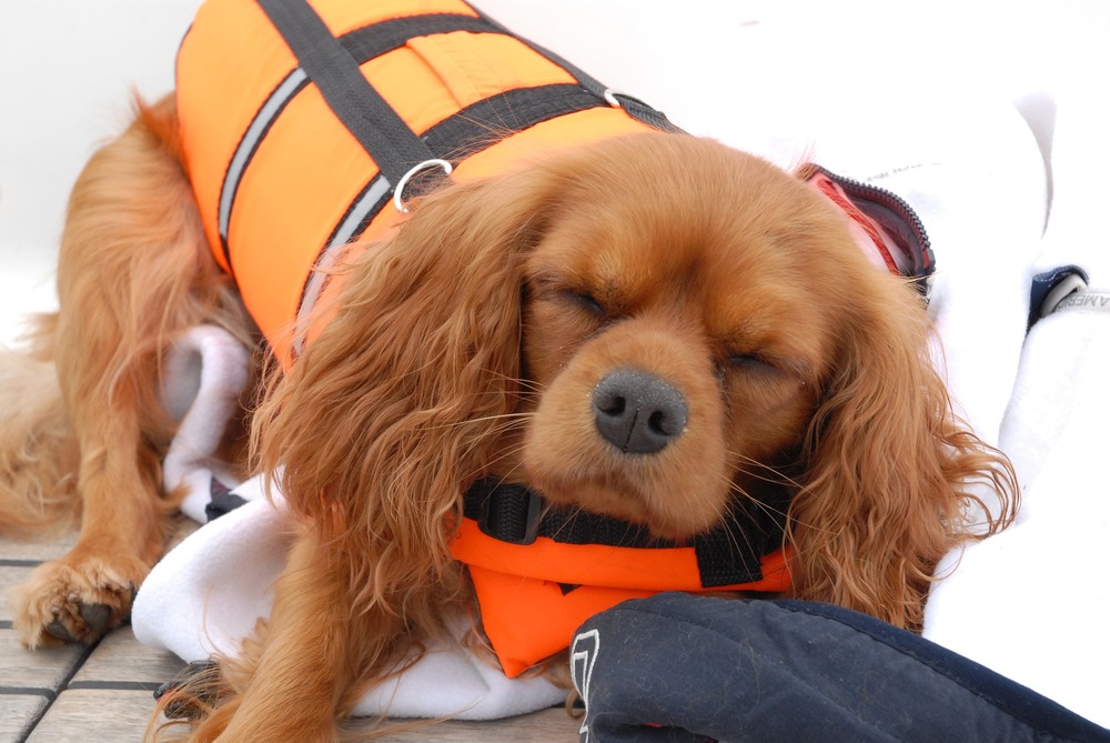 Pies w kamizelce ochronnej. Lot dla psów jest bardzo stresujący, warto przed skonsultować się z weterynarzem w celu dobrania preparatów wyciszających i sprawdzenia funkcji serca psa.