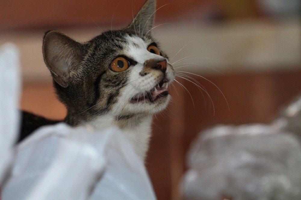 Dlatego decydując się na ten sposób żywienia, powinno się dostarczać kotu wyłącznie mięso pochodzące ze sprawdzonych źródeł, świeże i dopuszczone do spożycia przez ludzi. 