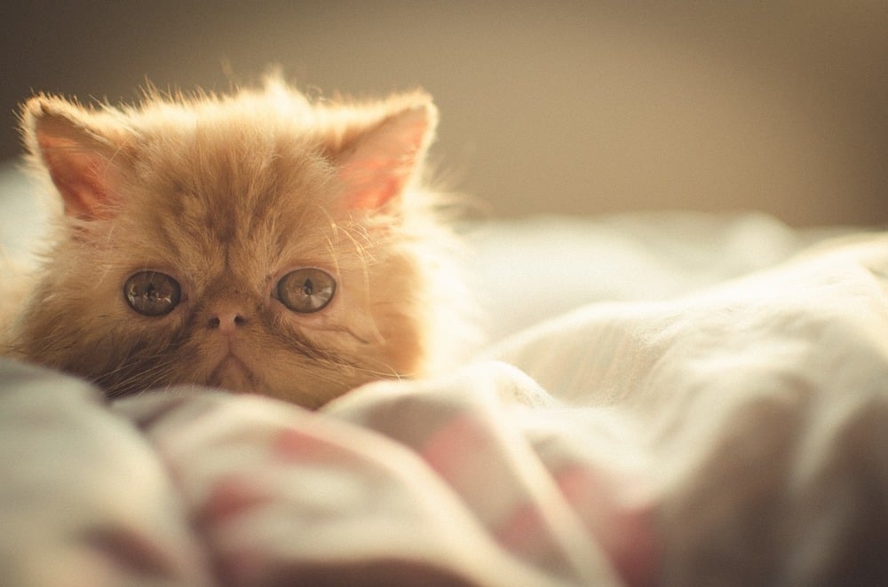 Młody pers zakopany w pościeli. Wielkie oczy przy jeszcze malutkiej głowie wyglądają uroczo.