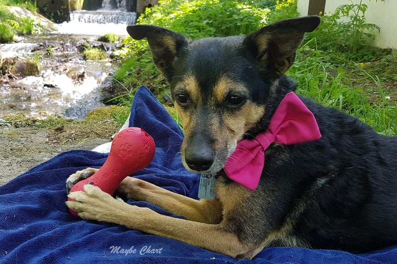 Na rynku jest wiele zabawek, do których można włożyć przysmaki i karmy.