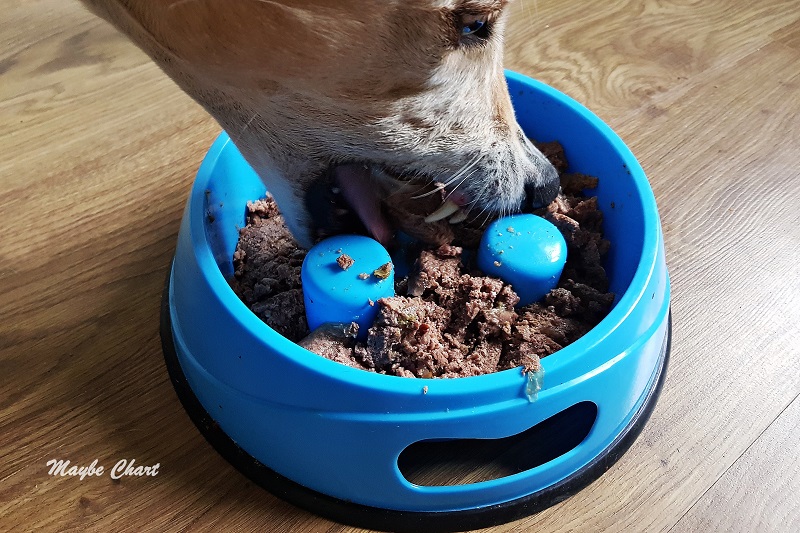 Pies je z miski spowalniającej. Miski z wypustkami utrudniają jedzenie pokarmu i spowalniają ten proces.