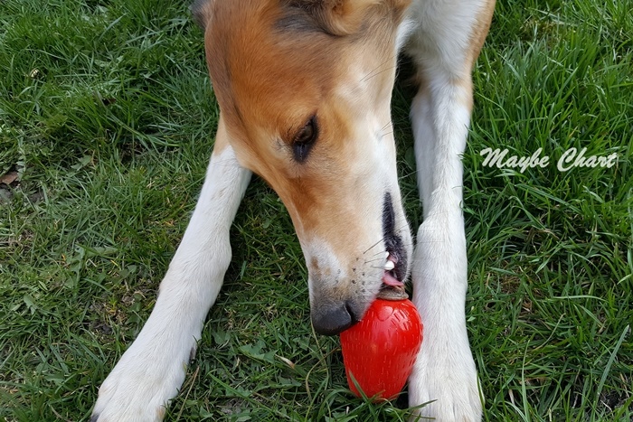Przysmaki dla psa można włożyć do konga.