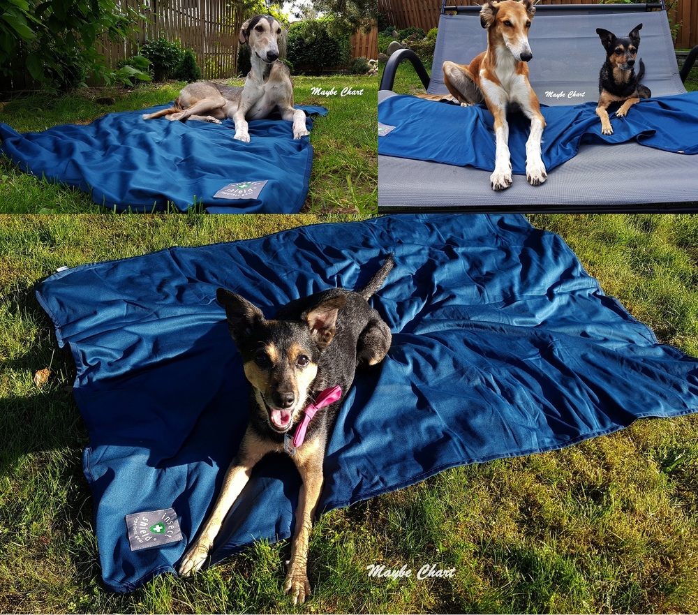 Jak zadbać o sen i wypoczynek psa?