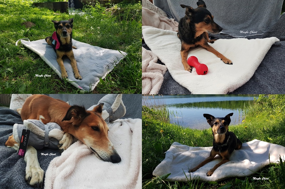 Jak zadbać o sen i wypoczynek psa?