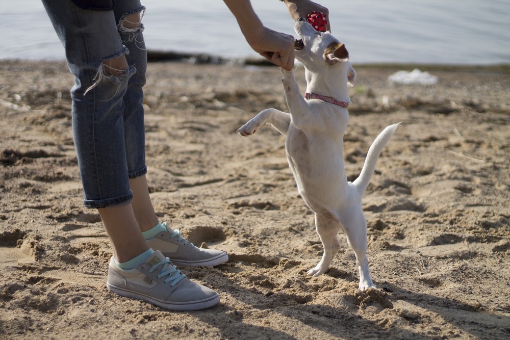 Jack Russel Terrier na treningu z panią. Na plaży każdy chętnie się uczy.
