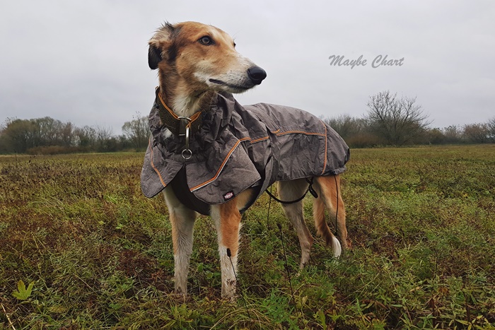 Chart w płaszczyku przeciwdeszczowym Trixie. Z odblaskami i stójką.