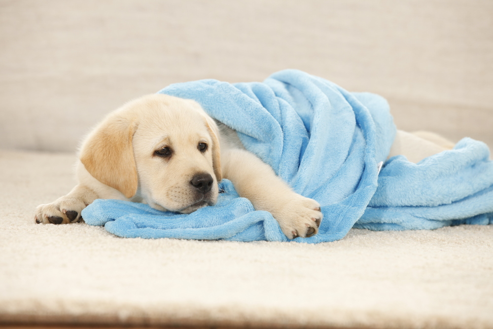 Szczeniak w domu to duże wydarzenie. W wyprawce powinien znaleźć się między innymi kocyk.